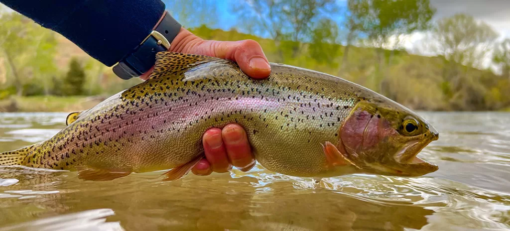 Spinning for WILD River trout! (spring Fishing) 